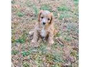 Cavapoo Puppy for sale in Snow Hill, NC, USA