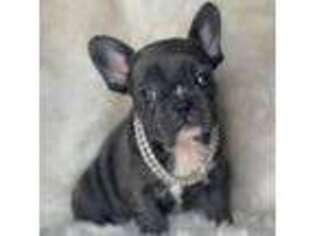 French Bulldog Puppy for sale in Homewood, IL, USA