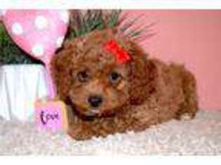 Cavapoo Puppy for sale in South Bend, IN, USA