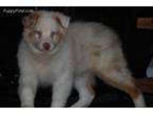 Australian Shepherd Puppy for sale in Martinsville, IN, USA