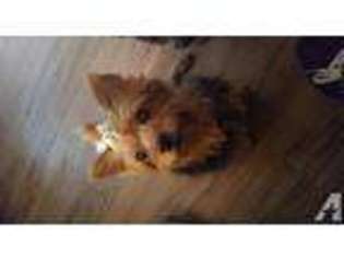 Yorkshire Terrier Puppy for sale in HAGERSTOWN, IN, USA