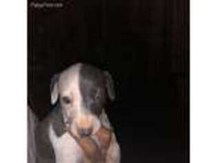 Italian Greyhound Puppy for sale in Coachella, CA, USA