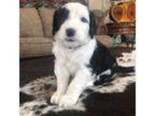 Mutt Puppy for sale in Frost, TX, USA