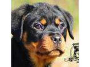 Rottweiler Puppy for sale in Liberty, MS, USA