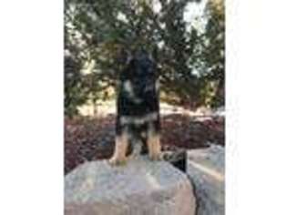 German Shepherd Dog Puppy for sale in Canon City, CO, USA