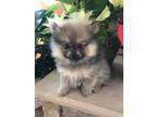 Pomeranian Puppy for sale in Easton, MD, USA