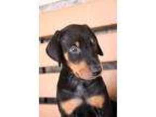 Doberman Pinscher Puppy for sale in Topeka, IN, USA