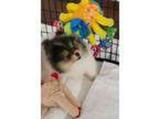 Pomeranian Puppy for sale in Calhoun, GA, USA