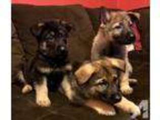 German Shepherd Dog Puppy for sale in CHAGRIN FALLS, OH, USA