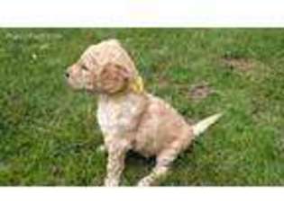 Goldendoodle Puppy for sale in Roy, WA, USA