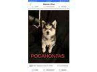 Siberian Husky Puppy for sale in Hagerstown, MD, USA