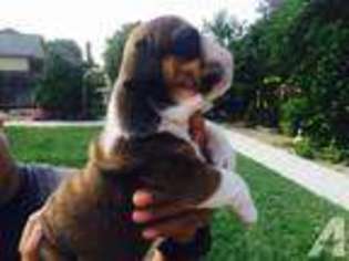 Bulldog Puppy for sale in YORBA LINDA, CA, USA