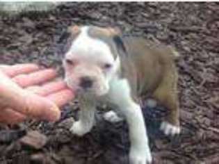 Boston Terrier Puppy for sale in Duncan, OK, USA