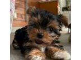 Yorkshire Terrier Puppy for sale in Slidell, LA, USA