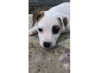 Jack Russell Terrier Puppy for sale in Spring Branch, TX, USA