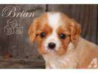 Cavalier King Charles Spaniel Puppy for sale in HAYWARD, CA, USA