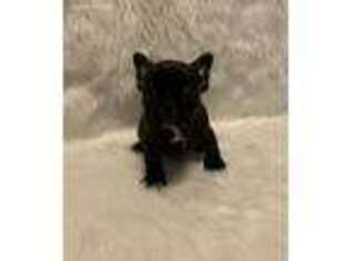 French Bulldog Puppy for sale in Longton, KS, USA