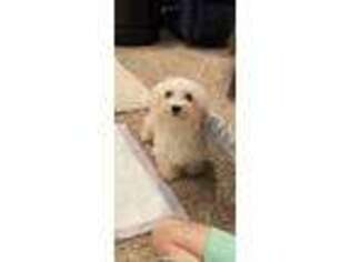Mutt Puppy for sale in Clinton Township, MI, USA