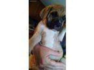 Mastiff Puppy for sale in Bainbridge, GA, USA