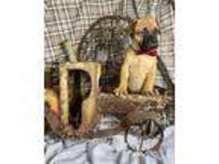 Bullmastiff Puppy for sale in Bellville, TX, USA