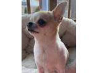 Chihuahua Puppy for sale in Providence, RI, USA