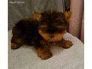 Yorkshire Terrier Puppy for sale in Chapin, SC, USA
