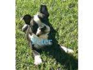 Boston Terrier Puppy for sale in Marion, SC, USA