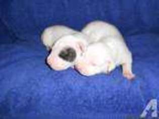 Dogo Argentino Puppy for sale in GREENVILLE, SC, USA