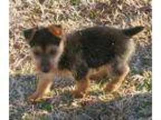 Australian Terrier Puppy for sale in Gravette, AR, USA