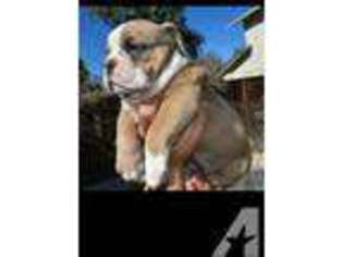 Bulldog Puppy for sale in TRACY, CA, USA