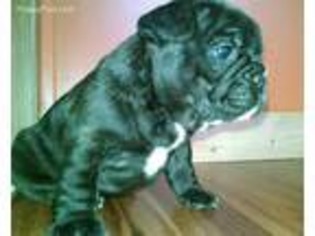 French Bulldog Puppy for sale in Marshall, AR, USA