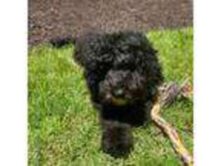 Labradoodle Puppy for sale in Buford, GA, USA