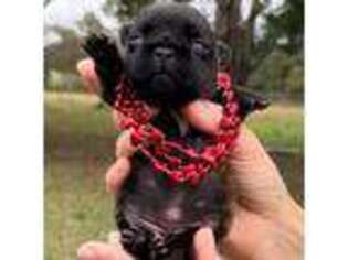 French Bulldog Puppy for sale in Melrose, FL, USA