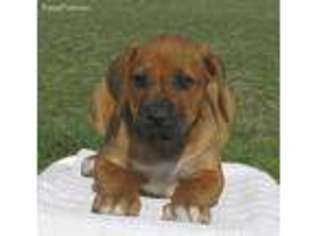 Rhodesian Ridgeback Puppy for sale in Pilot Point, TX, USA