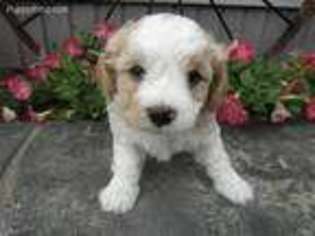 Cavapoo Puppy for sale in Kalamazoo, MI, USA