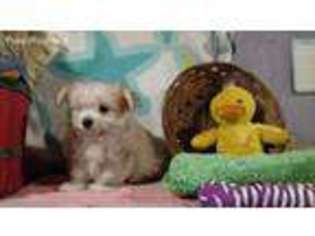 Maltipom Puppy for sale in Westfield, NC, USA