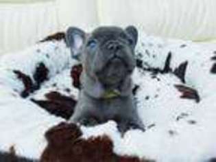 French Bulldog Puppy for sale in Redwood City, CA, USA