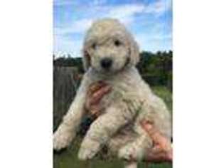 Goldendoodle Puppy for sale in Canton, MS, USA