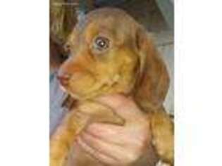 Dachshund Puppy for sale in Dover, OH, USA