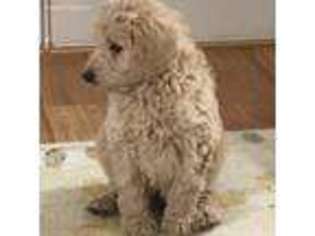 Labradoodle Puppy for sale in Wadsworth, IL, USA