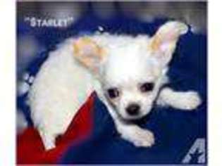 Chihuahua Puppy for sale in WINCHESTER, CA, USA