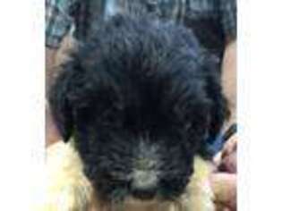 Mutt Puppy for sale in Frankston, TX, USA
