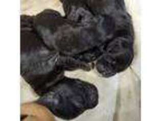 Flat Coated Retriever Puppy for sale in Lexington, IN, USA