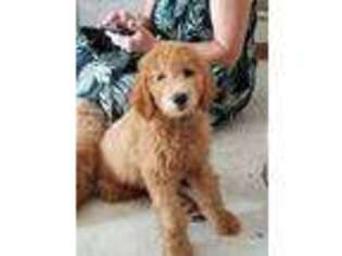 Goldendoodle Puppy for sale in Saint Charles, IL, USA