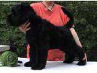 Black Russian Terrier Puppy for sale in Saint Louis, MO, USA