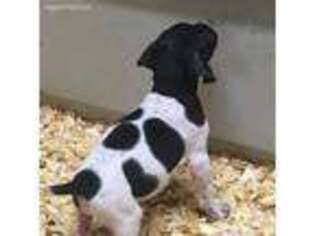 German Shorthaired Pointer Puppy for sale in Greenfield, MA, USA