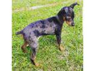 Miniature Pinscher Puppy for sale in Defuniak Springs, FL, USA