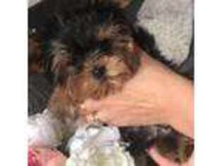 Yorkshire Terrier Puppy for sale in Mount Sinai, NY, USA