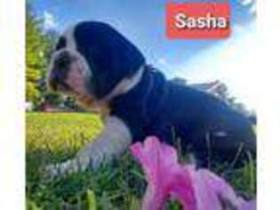 Olde English Bulldogge Puppy for sale in Howard, PA, USA