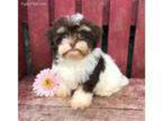 Havanese Puppy for sale in Berlin, OH, USA